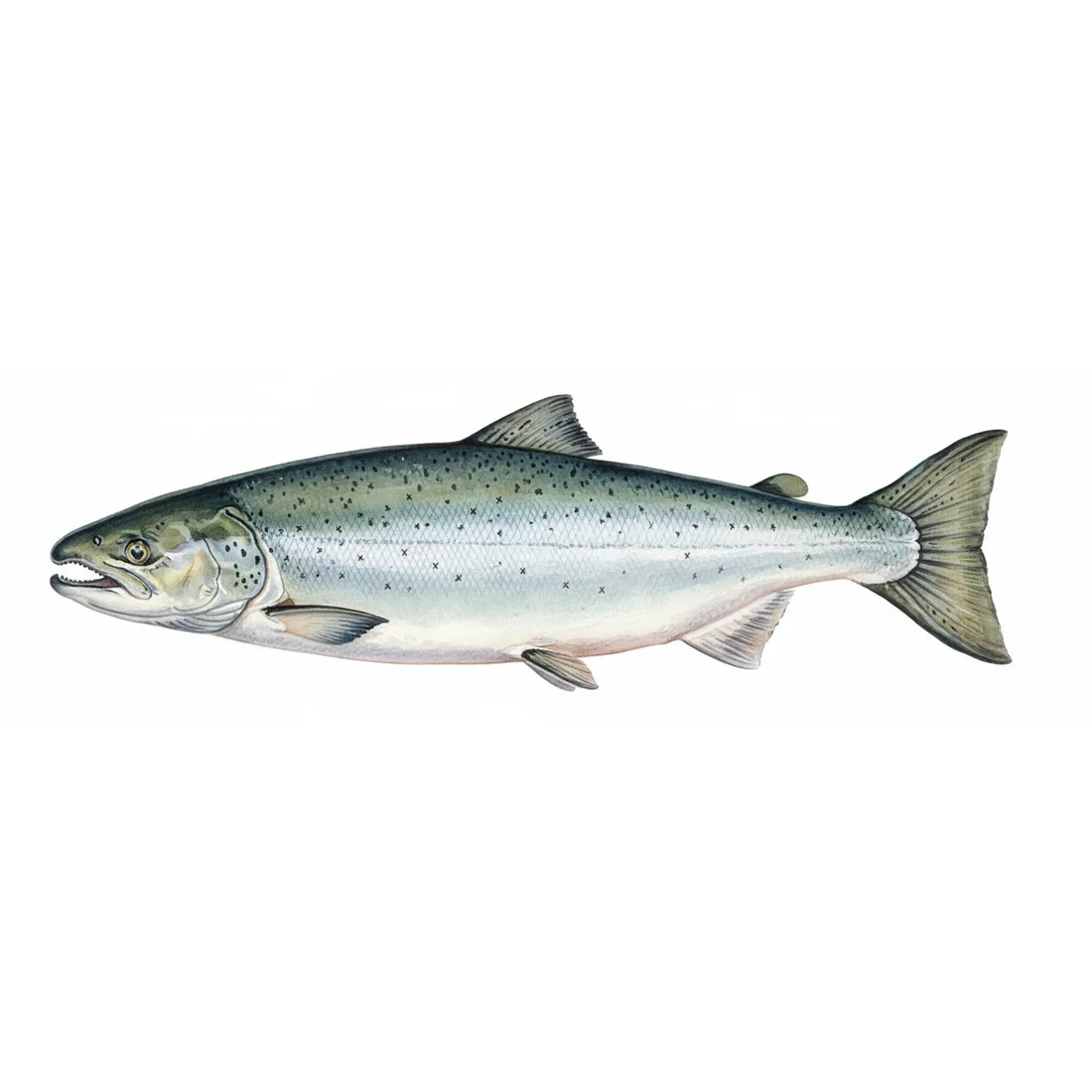 Atlantic salmon — illustration