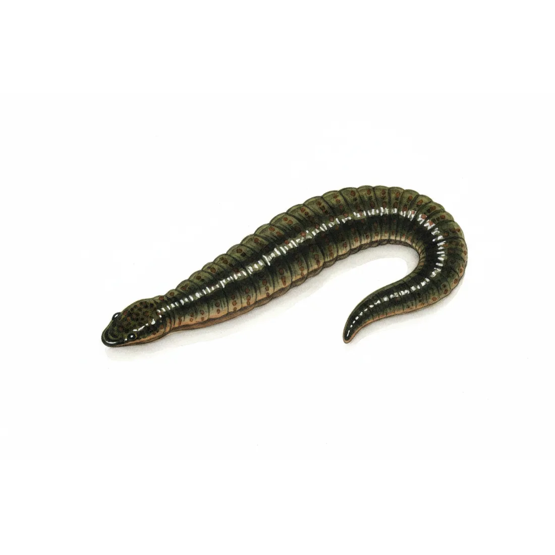 Leeches — illustration
