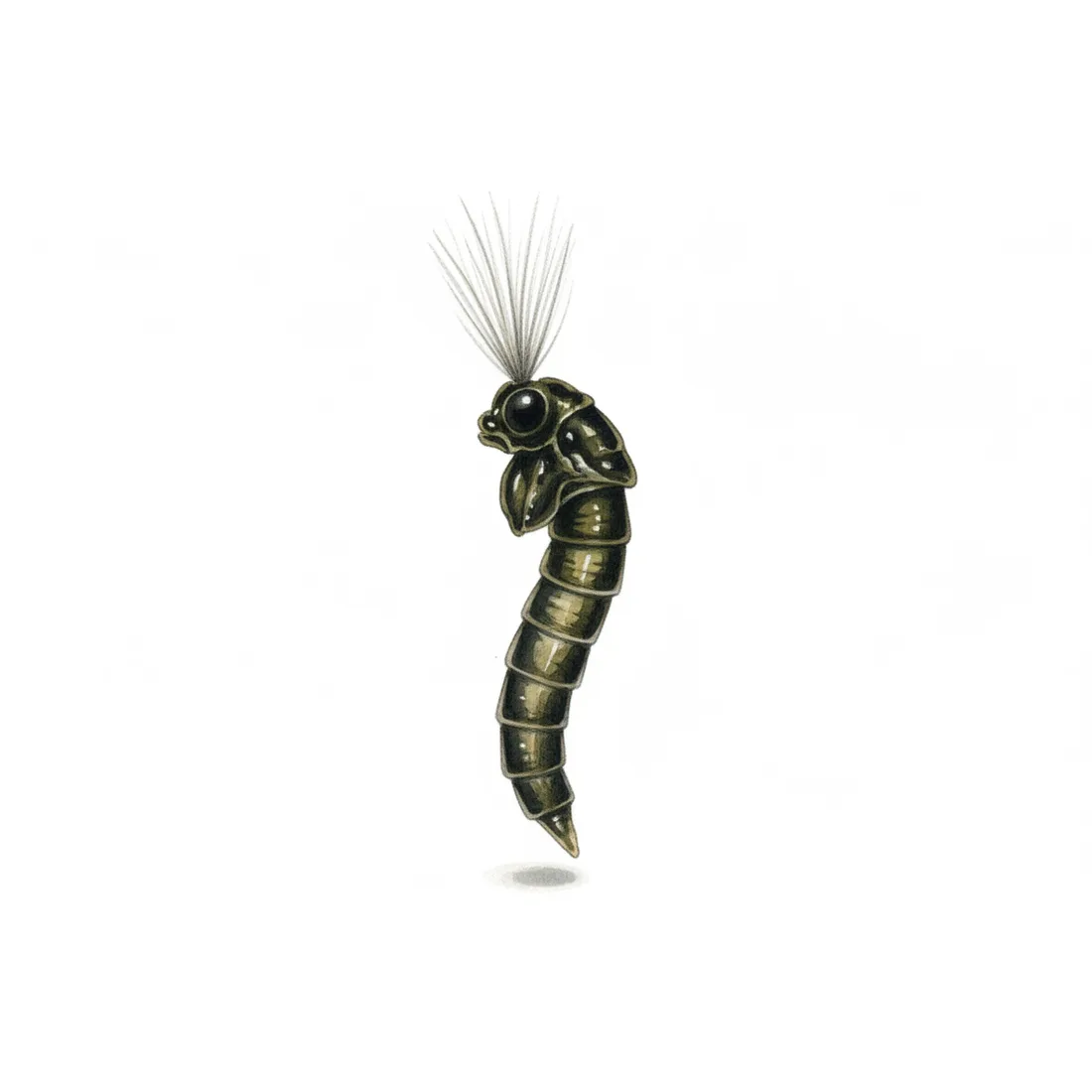 Midges, buzzers & duckfly — illustration