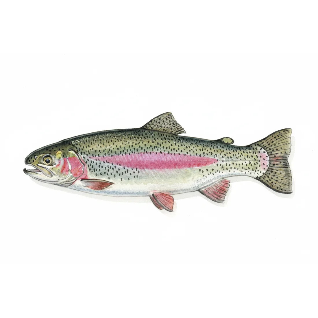 Rainbow trout — illustration