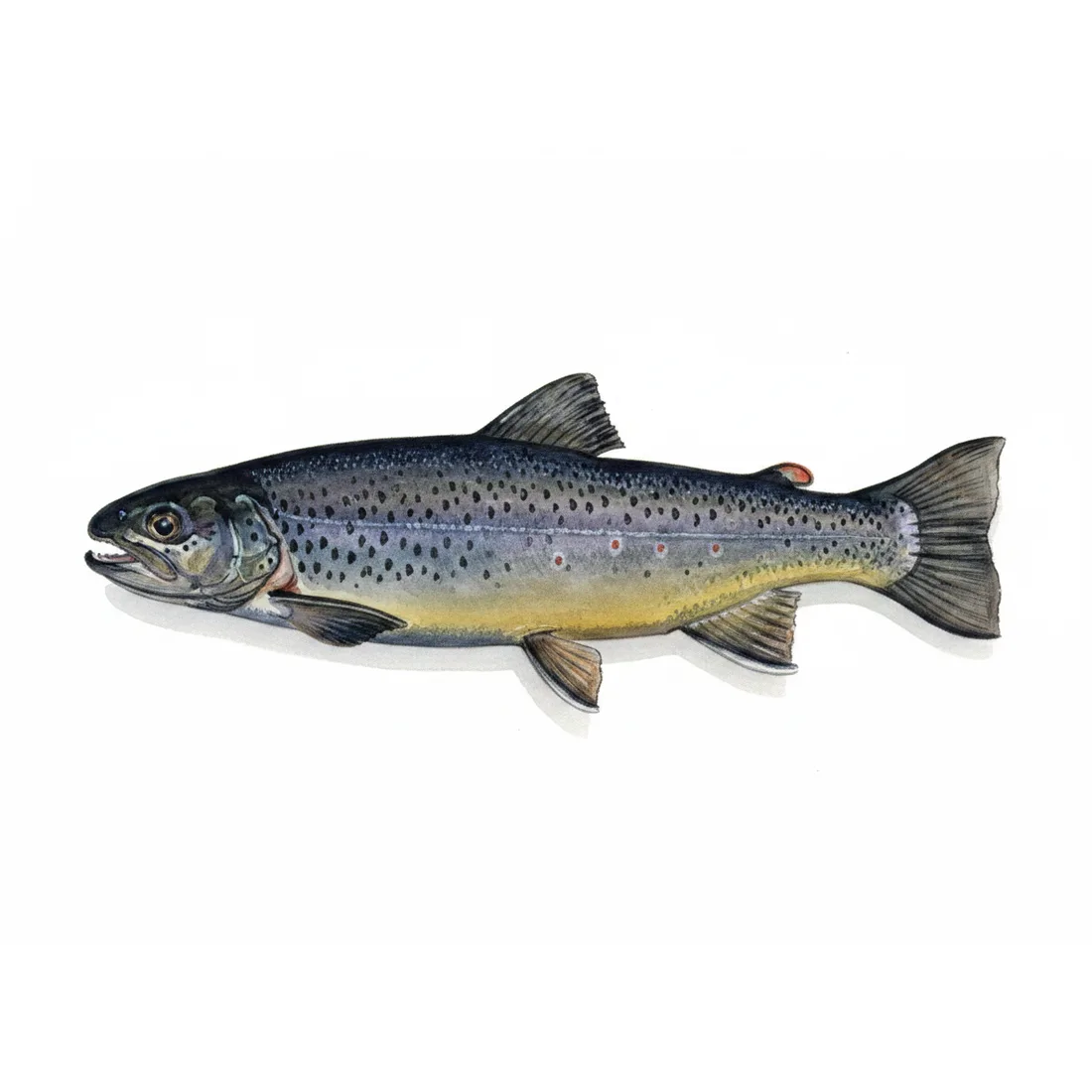 Sonaghan — illustration
