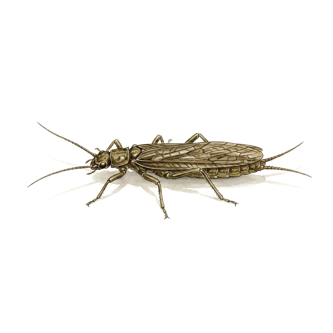 Stoneflies — illustration