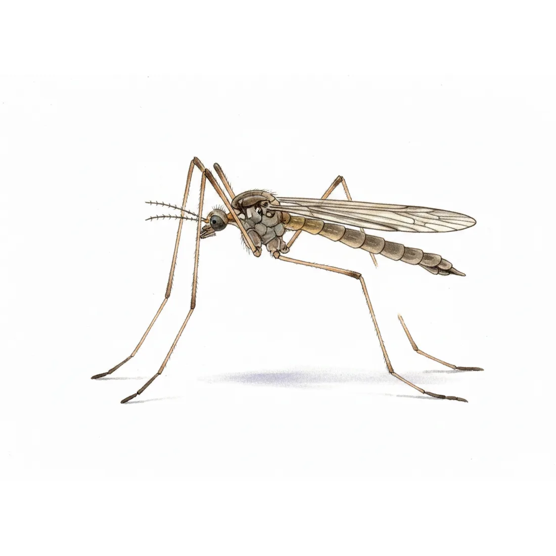Terrestrials & other Diptera — illustration